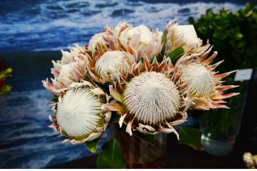 고양국제꽃박람회장 희귀식물 전시관에서는 남아프리카공화국의 국화 ‘킹 프로테아’(사진) 등 참가 국가에서 직접 공수한 아름다운 꽃을 만날 수 있다. ⓒ Win뉴스