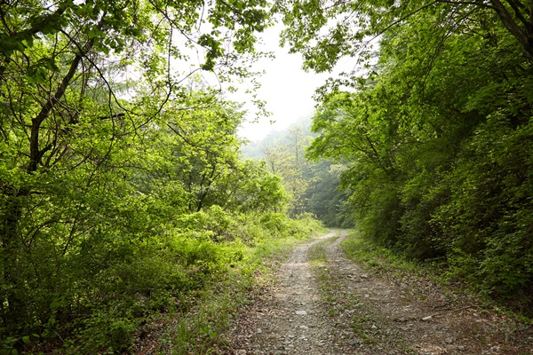 국유임도