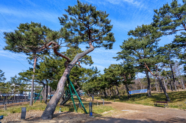 겨울철에도 소나무가 녹음을 자랑해 계절을 잊게 하는 노송공원.