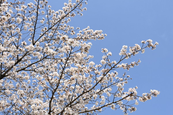 완연한 봄을 알리는 벚꽃이 만개한 모습.