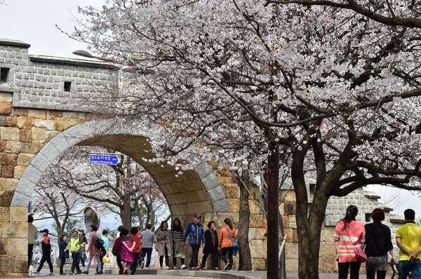 수원화성 성벽과 어우러진 벚꽃을 볼 수 있는 팔달산.