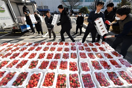 수원시 직원들이 18일 진천에서 온 딸기 상자를 내리고 있다.