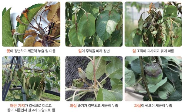 과수화상병 증상 사진(사과)