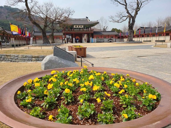 화성행궁 광장 주변에 식재된 초화.