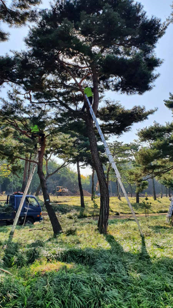 노송(老松) 지대에서 수형조절 공사를 하고 있다.
