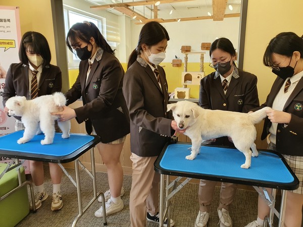 고양고등학교 학생들이 고양시동물보호센터에서 유기견 미용 재능기부 봉사를 하고 있다.