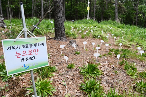 칠보치마를 이식해 복원에 성공한 칠보산 야생생물보호구역 일대.