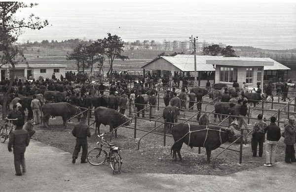 수원 곡반정동 우시장(1979년)