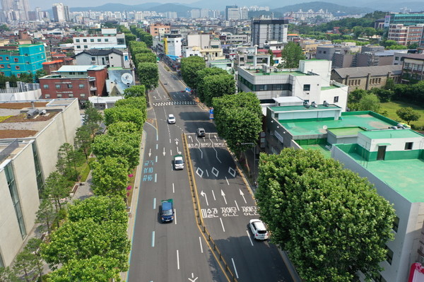 양버즘나무를 사각 기둥 모양으로 테마전지한 정조로 가로수길.정조로‘사각사각’,창룡·중부대로‘동글동글’,휴식 더한 가로수길